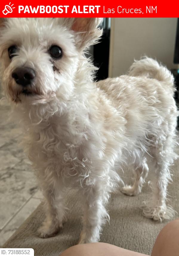 Lost Female Dog last seen La Union Ct, Las Cruces, NM 88007