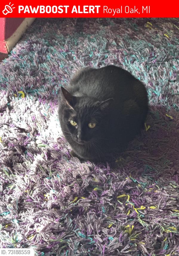 Lost Female Cat last seen Forestdale Rd just north of Catalpa, Royal Oak, MI 48067
