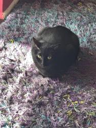 Lost Female Cat last seen Forestdale Rd just north of Catalpa, Royal Oak, MI 48067
