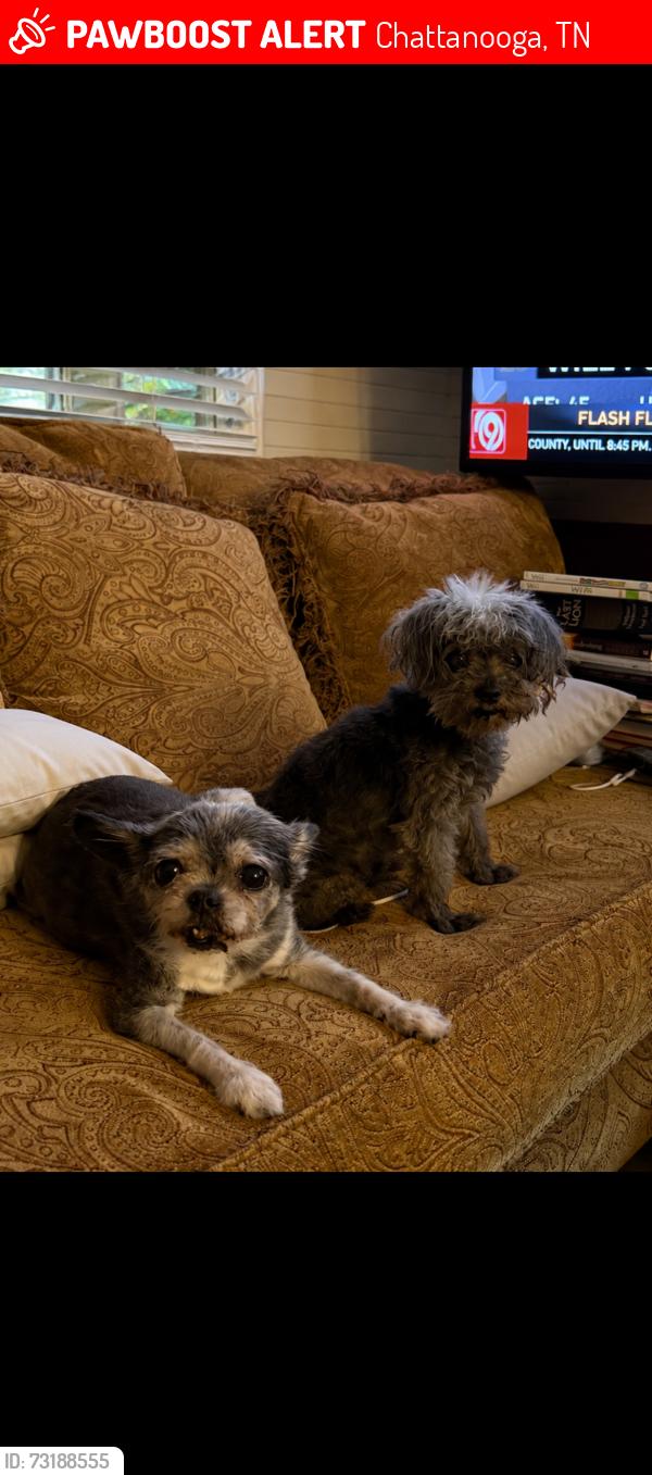 Lost Female Dog last seen Near north crest road, Chattanooga, tn, Chattanooga, TN 37404