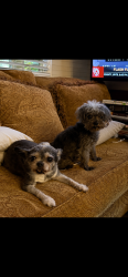 Lost Female Dog last seen Near north crest road, Chattanooga, tn, Chattanooga, TN 37404