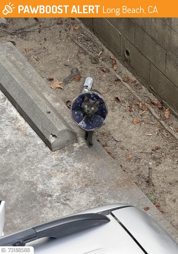 Found/Stray Unknown Cat last seen N bellflower and pch, Long Beach, CA 90814