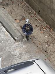 Found/Stray Unknown Cat last seen N bellflower and pch, Long Beach, CA 90814