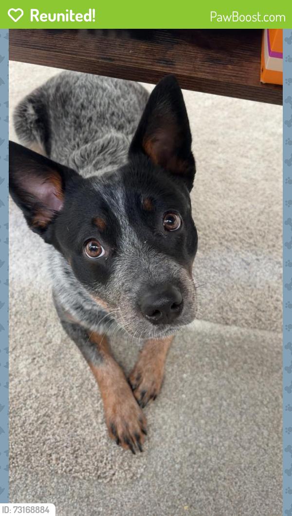 Reunited Female Dog last seen Ustick and Van Slyke, Caldwell, ID 83607