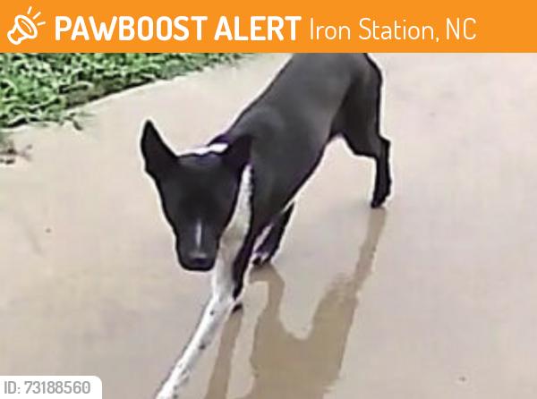 Found/Stray Female Dog last seen Magnolia Grove / Keever Dairy Farm Road, Iron Station, NC 28080