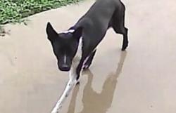 Found/Stray Female Dog last seen Magnolia Grove / Keever Dairy Farm Road, Iron Station, NC 28080