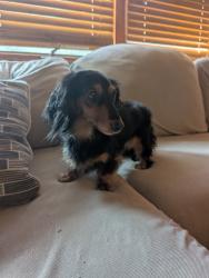 Reunited Female Dog last seen Long Shoals Rd, North Carolina, USA, Buncombe County, NC 28803