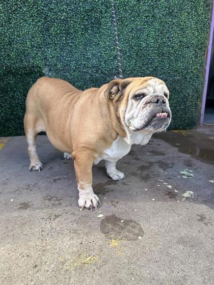 Shelter Stray Female Dog last seen Near Pino Real Drive 79912, CITY of El Paso, TX, 5001 Fred Wilson Ave, El Paso, TX 79906, USA