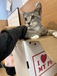 Shelter Stray Female Cat last seen Near Safari Cir Stone Mountain Georgia 30083, 30083, GA, 3280 Chamblee Dunwoody Rd, Chamblee, GA 30341, USA