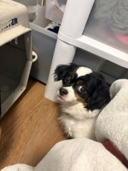 Shelter Stray Female Dog last seen Near blk S Hanford St, Seattle, WA, 2061 15th Ave W, Seattle, WA 98119, USA