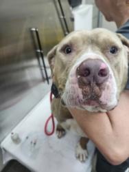 Shelter Stray Female Dog last seen Near Annapolis Way, North Charleston, SC, 2455 Remount Rd, North Charleston, SC 29406, USA