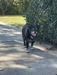 Reunited Female Dog last seen Shandondoa, Los Angeles, CA 90034