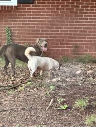 Found/Stray Unknown Dog last seen Manhasset Road towards Woodlawn Road in Collingwood 🏡, Charlotte, NC 28209