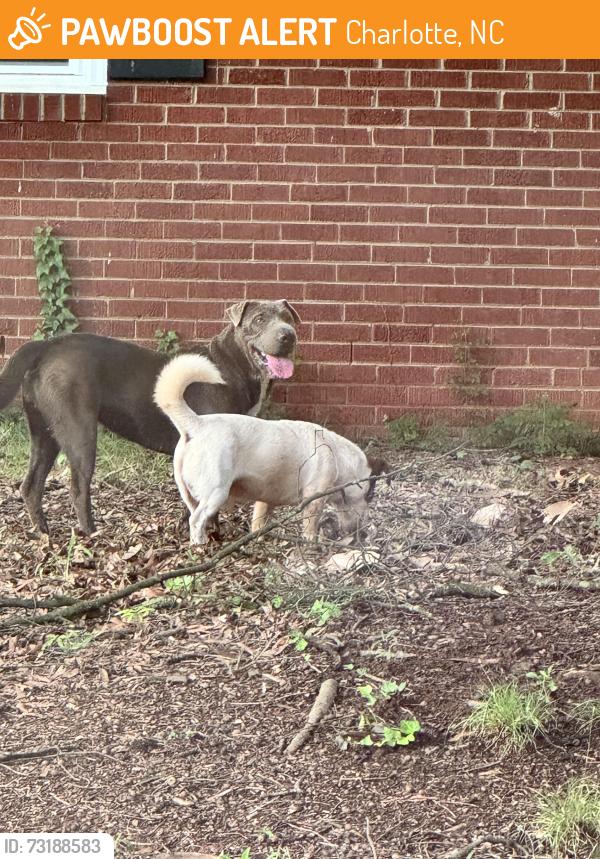 Found/Stray Unknown Dog last seen Manhasset Road towards Woodlawn Road in Collingwood 🏡, Charlotte, NC 28209