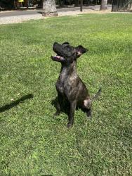 Reunited Male Dog last seen Minnewawa and Butler Ave, Fresno, CA 93727