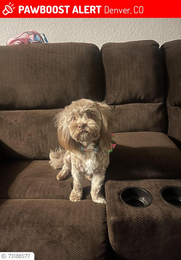 Lost Female Dog last seen Near olive st, Denver, CO 80207