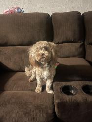 Lost Female Dog last seen Near olive st, Denver, CO 80207
