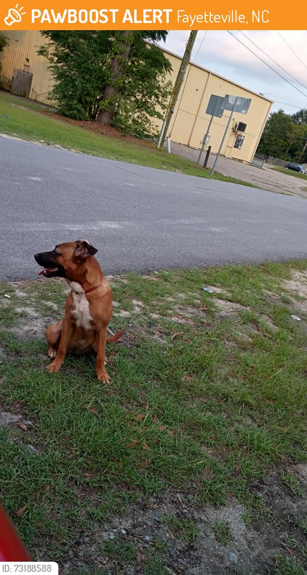Found/Stray Female Dog last seen Off Cumberland rd, Fayetteville, NC 28306