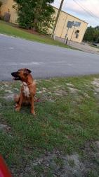 Found/Stray Female Dog last seen Off Cumberland rd, Fayetteville, NC 28306
