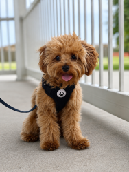 Reunited Male Dog last seen Terry and 36, Richmond, TX 77469