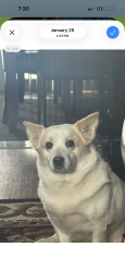 Reunited Female Dog last seen Harbor park, Erie, PA 16510