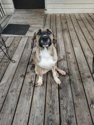 Found/Stray Male Dog last seen Miles rd Dallas nc, Dallas, NC 28034