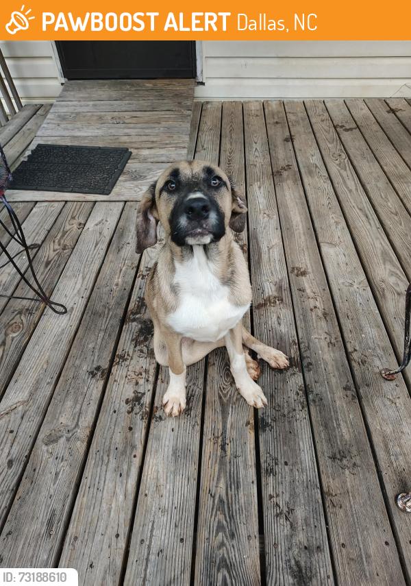 Found/Stray Male Dog last seen Miles rd Dallas nc, Dallas, NC 28034
