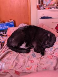 Lost Male Cat last seen Colfax & 127th, Butler, WI 53007