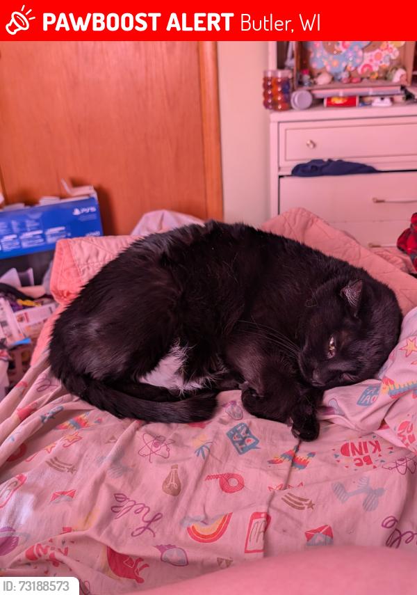 Lost Male Cat last seen Colfax & 127th, Butler, WI 53007