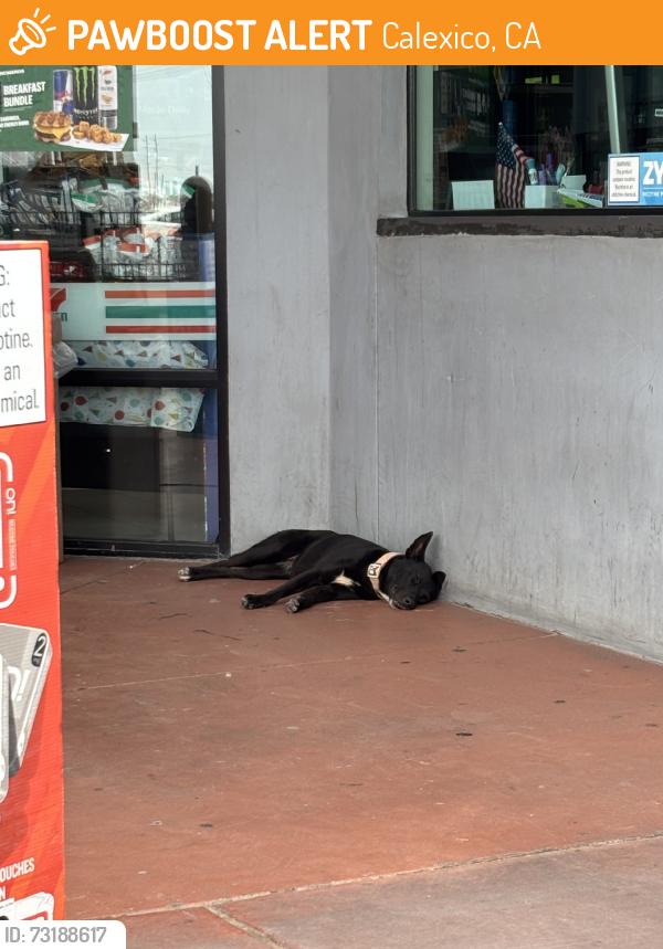 Found/Stray Unknown Dog last seen 7eleven, Calexico, CA 92231