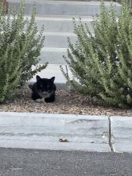 Found/Stray Male Cat last seen Near n nicklin st, Las Vegas, NV 89143