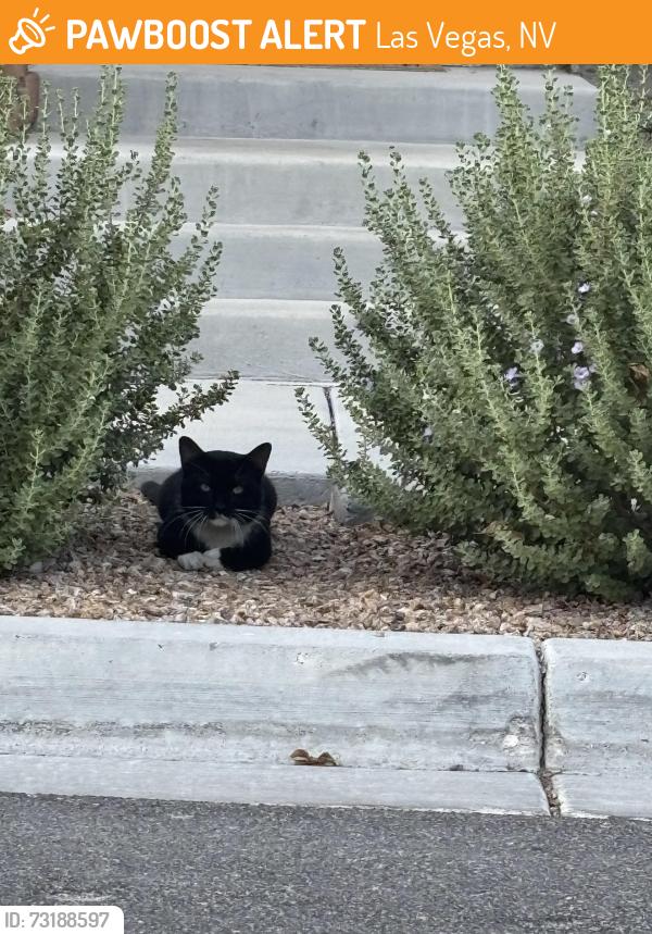 Found/Stray Male Cat last seen Near n nicklin st, Las Vegas, NV 89143