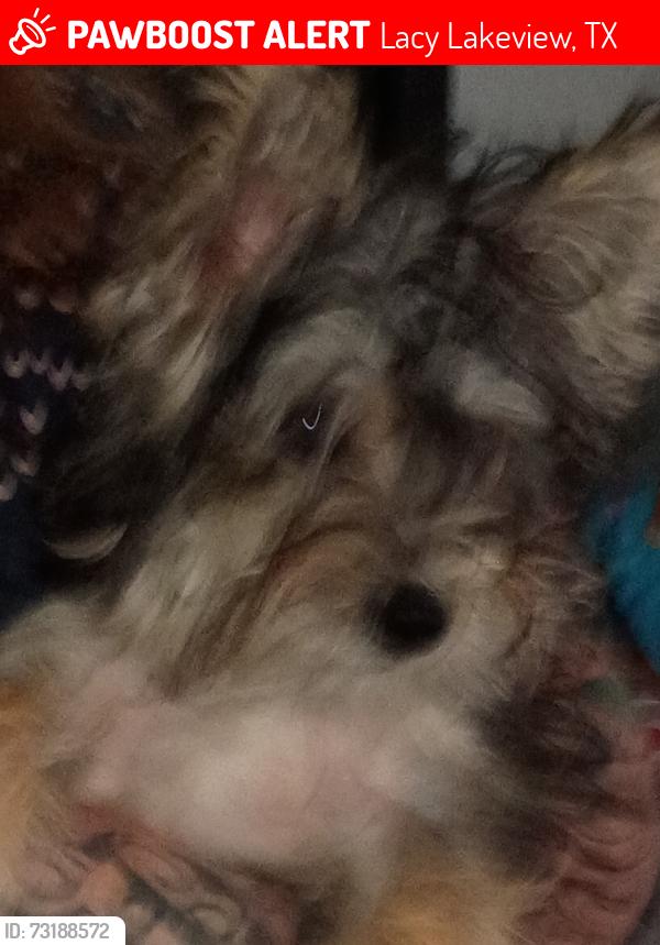 Lost Male Dog last seen New Dallas Hwy., Lacy Lakeview, TX 76705