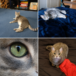 Lost Female Cat last seen Allen Rd, Pearland, TX 77584