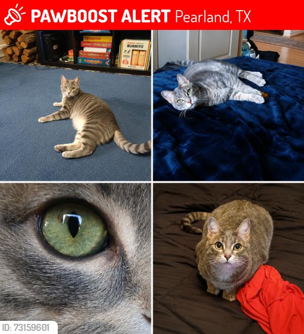Lost Female Cat last seen Allen Rd, Pearland, TX 77584