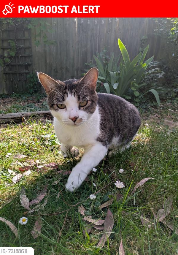 Lost Male Cat last seen Home Farm Close, Rampton, Rampton, England CB24 8QE
