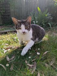 Lost Male Cat last seen Home Farm Close, Rampton, Rampton, England CB24 8QE