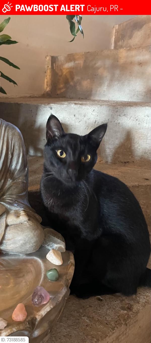 Lost Male Cat last seen curitiba pr cajuru/ acropole proximo ao mercado silva, Cajuru, PR 82980-540