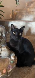 Lost Male Cat last seen curitiba pr cajuru/ acropole proximo ao mercado silva, Cajuru, PR 82980-540