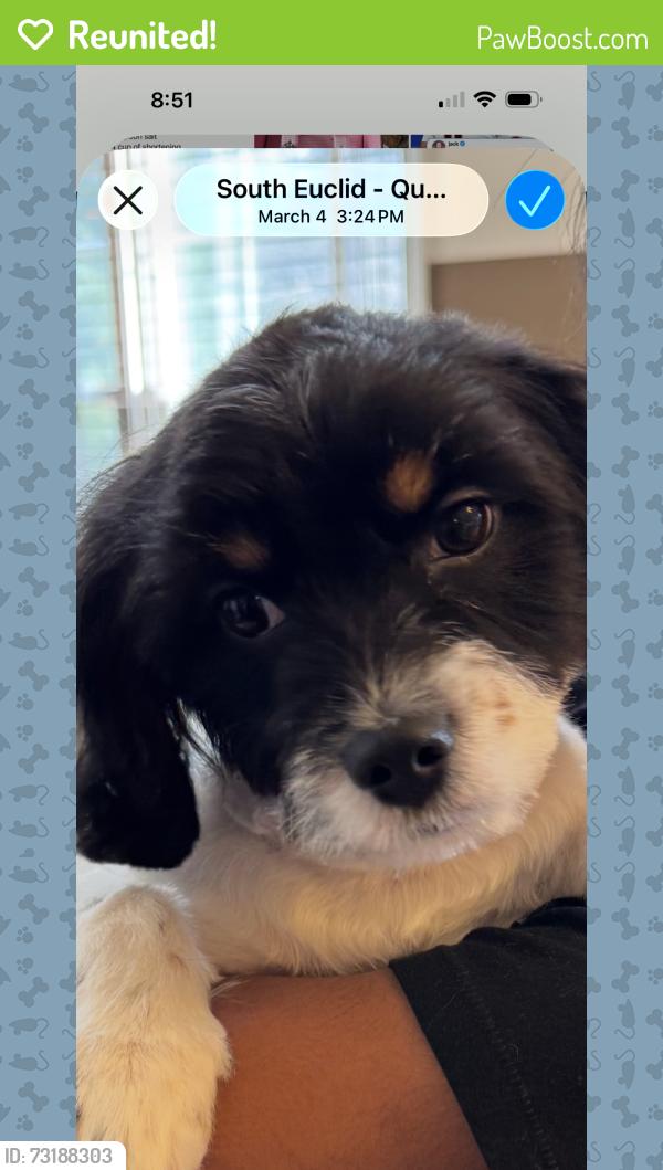 Reunited Male Dog last seen Monticello and Green, Cleveland, OH 44143
