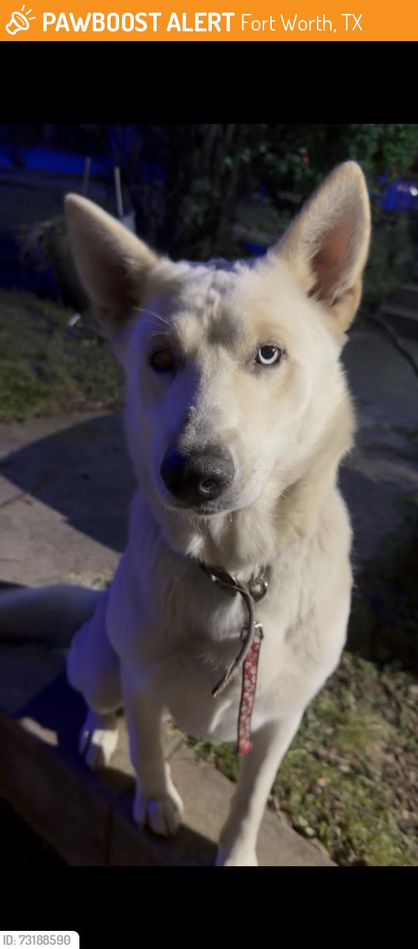 Found/Stray Male Dog last seen Crenshaw ave, Fort Worth, TX 76102