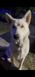 Found/Stray Male Dog last seen Crenshaw ave, Fort Worth, TX 76102