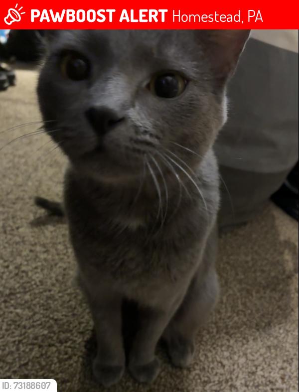 Lost Male Cat last seen Park square/ near Carnegie library, Homestead, PA 15120