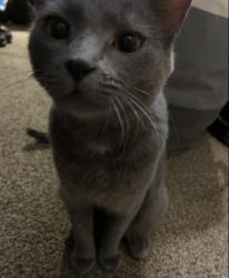 Lost Male Cat last seen Park square/ near Carnegie library, Homestead, PA 15120