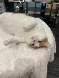 Reunited Male Cat last seen Back of Salter Road, Tipton., West Midlands, England DY4