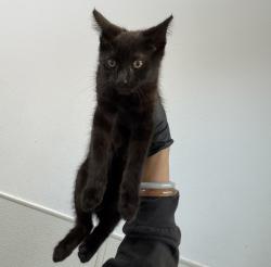 Shelter Stray Male Cat last seen S 30th Street, San Diego, CA, 92113, 5500 Gaines St, San Diego, CA 92110, USA