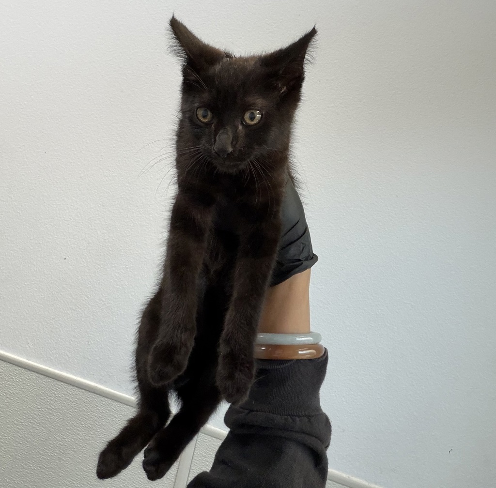 Shelter Stray Male Cat last seen S 30th Street, San Diego, CA, 92113, 5500 Gaines St, San Diego, CA 92110, USA