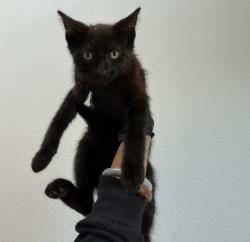 Shelter Stray Male Cat last seen S 30th Street, San Diego, CA, 92113, 5500 Gaines St, San Diego, CA 92110, USA