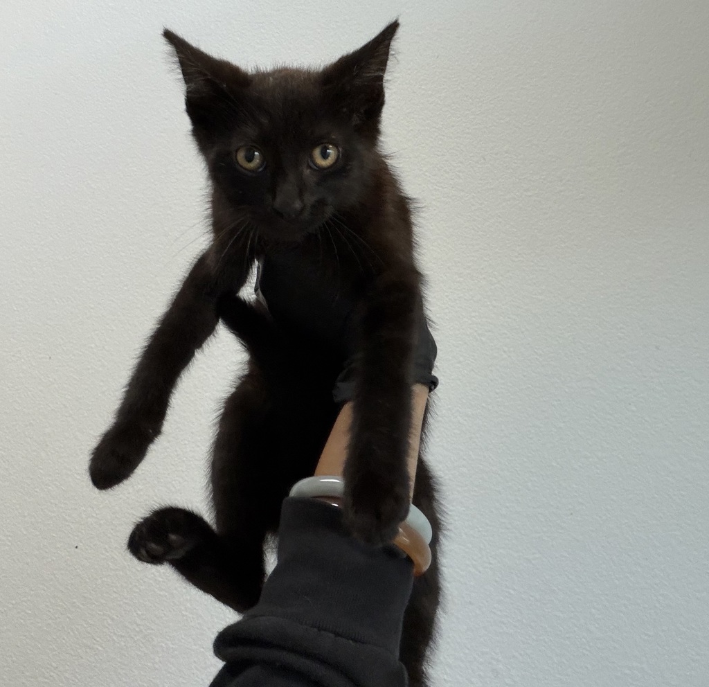 Shelter Stray Male Cat last seen S 30th Street, San Diego, CA, 92113, 5500 Gaines St, San Diego, CA 92110, USA