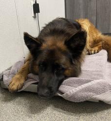 Shelter Stray Female Dog last seen Near Pala Temecula Road, Pala, CA, 92059, Escondido, CA 92027, USA